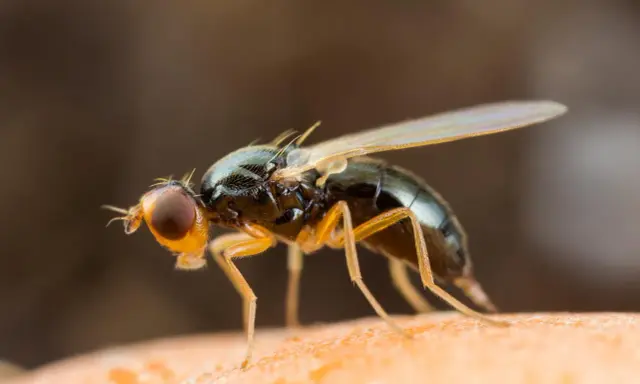Gros plan d'une mouche de la carotte, un nuisible dont le traitement naturel est recherché par les jardiniers.
