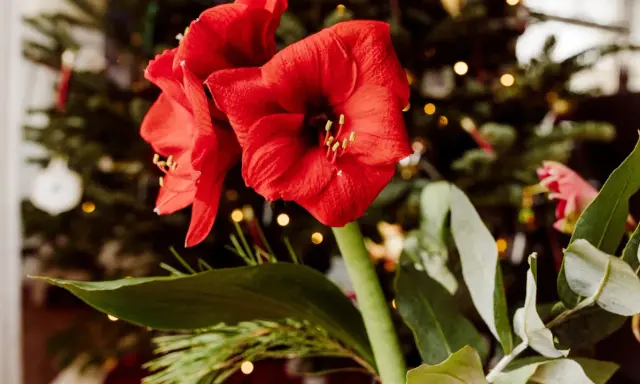 Två röda amaryllisblommor med julgran och ljus i bakgrunden. En påminnelse om hur vattnar man amaryllis för att den ska trivas.