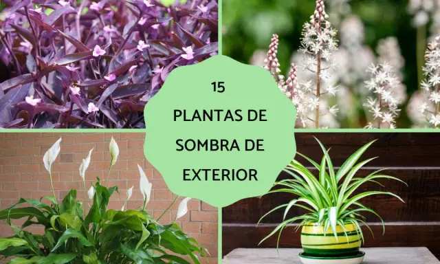 Plantas de sombra exterior grandes: purpurina, flor de espuma, lirio de paz y lazo de amor.