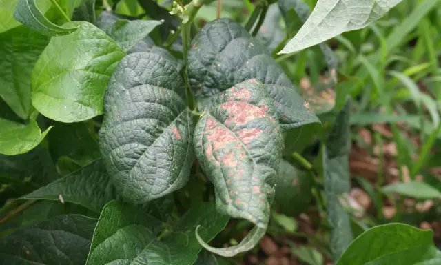 Feuilles de haricots verts atteintes de mildiou, présentant des taches brunâtres et une déformation.