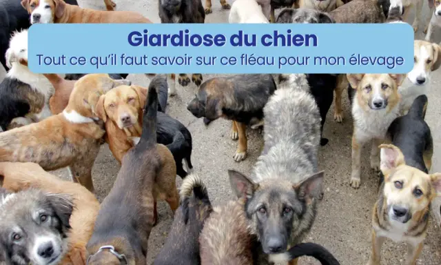 Un groupe de chiens, certains semblant malades, avec un bandeau "Giardiose du chien : tout ce qu'il faut savoir sur ce fléau pour mon élevage".