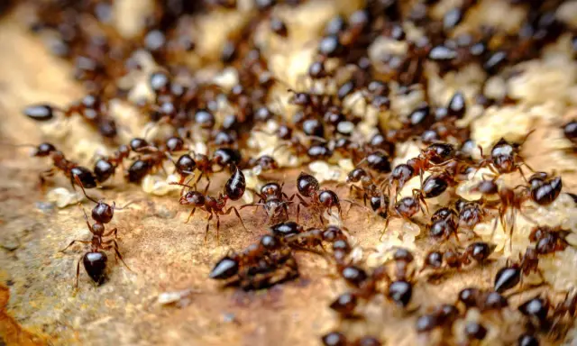 A swarm of ants, some carrying larvae, move across a textured surface. Their antennae are raised, hinting at why do ants smell and communicate.