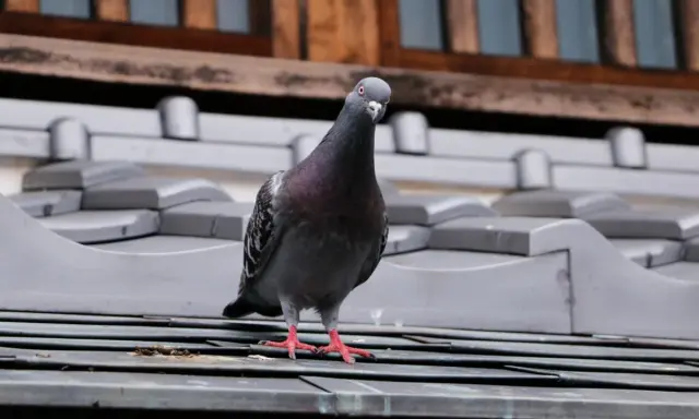 Paloma gris posada en un tejado, quizás buscando un repelente para palomas casero para ahuyentarla.