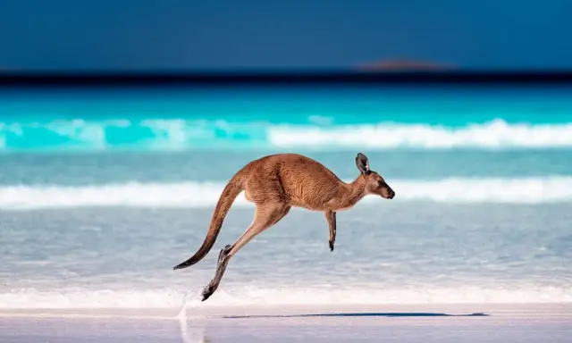 Kangur w skoku na plaży, symbol dzikich zwierząt w Australii. Błękitne morze i biały piasek tworzą tło dla tego niezwykłego widoku.