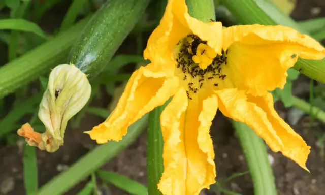Des fourmis envahissent la fleur de courgette, un problème pour éliminer les fourmis dans les plantes.