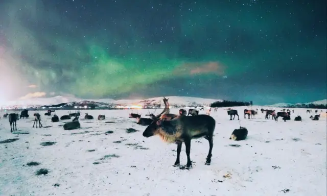 Stado reniferów na śniegu pod zorzą polarną w Tromsø, Norwegia.