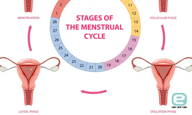 Ilustracja przedstawia cykl miesiączkowy: menstruację, fazę folikularną, owulację i fazę lutealną, z zaznaczonymi dniami cyklu.