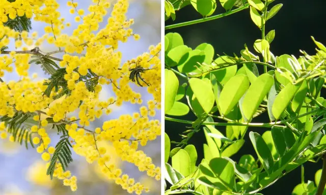 Links: Akazie mit gelben Blüten. Rechts: Robinie mit grünen Blättern. Der Unterschied zwischen Akazie und Robinie ist deutlich.