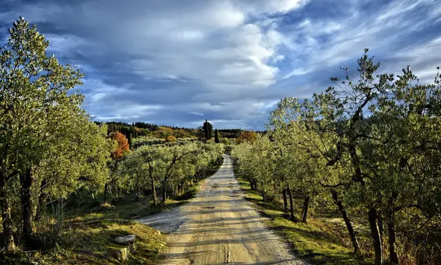 Strada sterrata fiancheggiata da ulivi, un invito a percorrere la via romea sanese sotto un cielo drammatico.