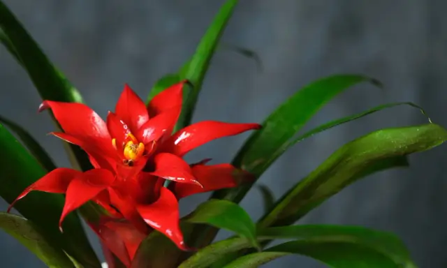 Jasnoczerwony kwiat bromelii z żółtym środkiem, otoczony zielonymi liśćmi. Kwitnie długo, ciesząc oko.