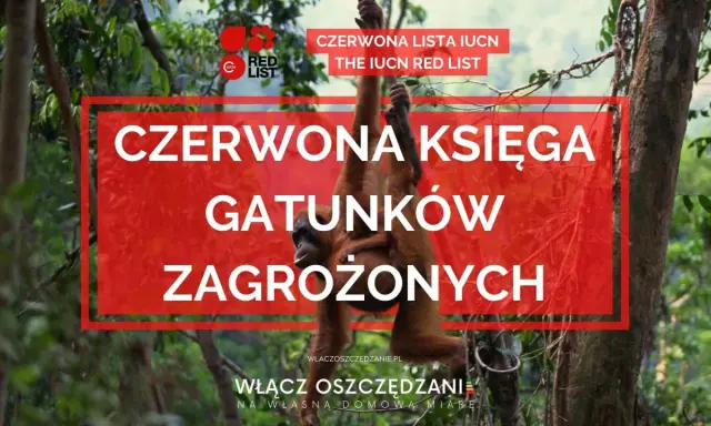 Orangutan z dzieckiem wisi na drzewie. Nad nimi napis "CZERWONA KSIĘGA GATUNKÓW ZAGROŻONYCH", informujący o liście IUCN.