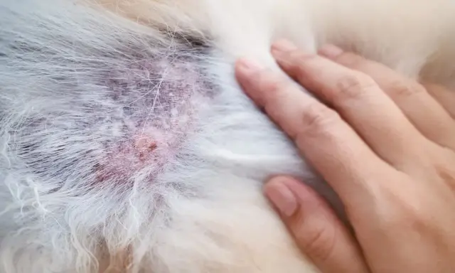 Skóra psa z zaczerwienieniem i strupkami, objawy alergii u psa. Dłoń delikatnie dotyka sierści.