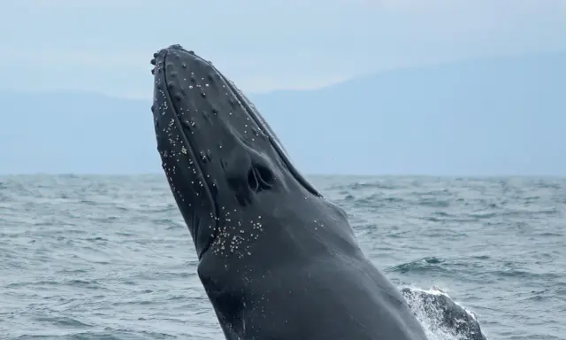 La testa di una balena megattera emerge dall'acqua, con piccole creature marine attaccate alla sua pelle scura.