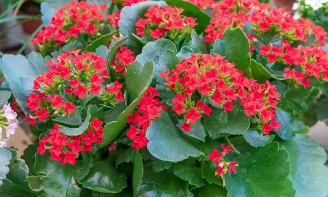 Gros plan sur un kalanchoé intérieur ou extérieur aux fleurs rouges vives et aux feuilles vertes charnues.