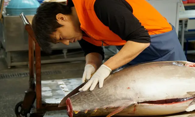 Un pescatore esperto lavora su un tonno rosso giapponese, pronto per essere preparato.