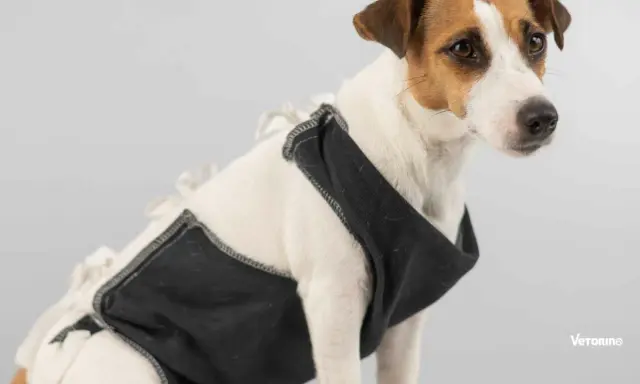 Un adorable Jack Russell porte une tenue noire, peut-être pour l'aider avec son alimentation chien stérilisé.