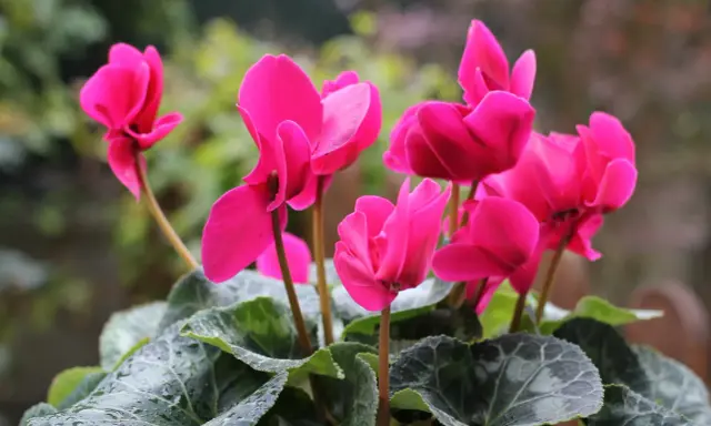 Fleurs roses vives sur une plante en pot extérieur increvable, avec des feuilles vertes mouillées par la pluie.