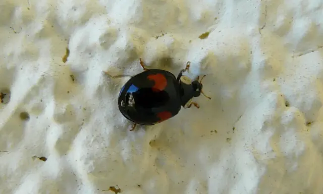Une coccinelle noir point rouge, avec ses élytres luisantes, se promène sur une surface texturée blanche.