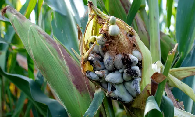 Un épi de maïs affecté par le charbon du maïs, avec des grains gonflés et grisâtres, se dresse au milieu des feuilles vertes.