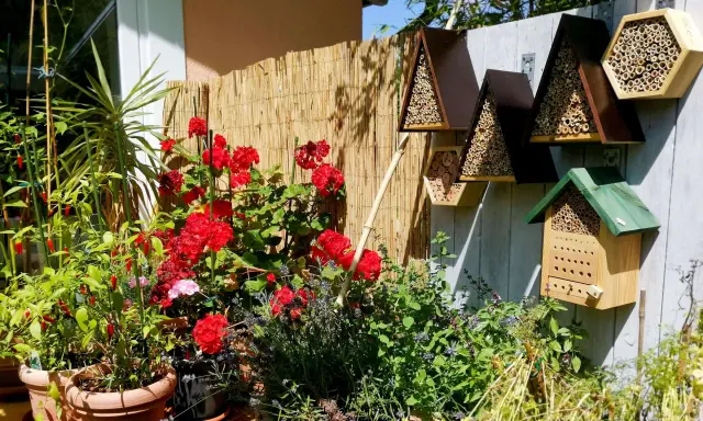 Bienenhotels an einem sonnigen Gartenzaun, umgeben von roten Rosen und Kräutern. Ein Zeichen für die Bedeutung der Eisheiligen für die Pflanzenwelt.