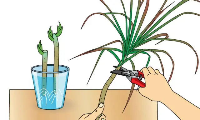 Zwei Stecklinge eines Drachenbaums stehen in Wasser. Eine Hand schneidet mit einer Gartenschere einen weiteren Drachenbaum.