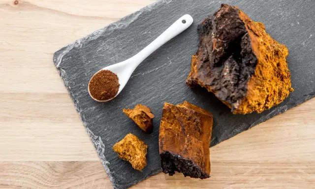 Morceaux de chaga brut et en poudre sur une ardoise, évoquant les nombreux chaga bienfaits pour la santé.