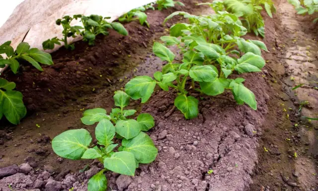 Jeunes plants de pommes de terre sous une protection. La question "peut on planter des pommes de terre toute l'année" est soulevée par cette culture précoce.
