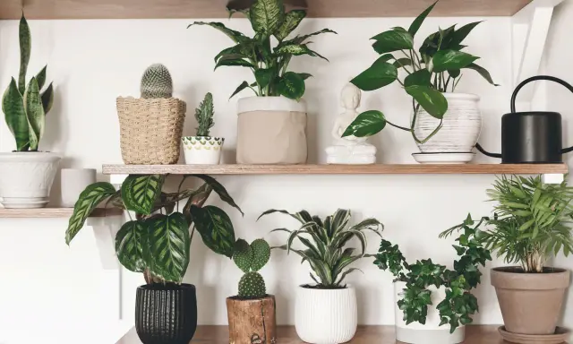 Estanterías llenas de **plantas que purifican el aire**, como sansevieria, pothos y calatheas, junto a cactus y una figura de Buda.