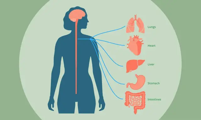 Illustration visar hur vagusnerven kopplar hjärnan till organ som lungor, hjärta, lever, magsäck och tarmar.