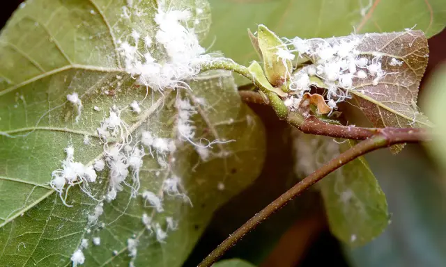 Fuzzy white bugs, likely mealybugs, infest the stems and leaves of a plant, creating a cottony appearance.