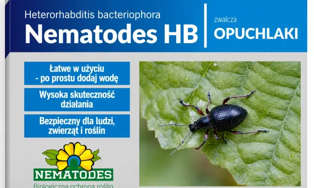 Nematodes HB zwalczają opuchlaki. Produkt jest łatwy w użyciu, skuteczny i bezpieczny dla ludzi, zwierząt i roślin.