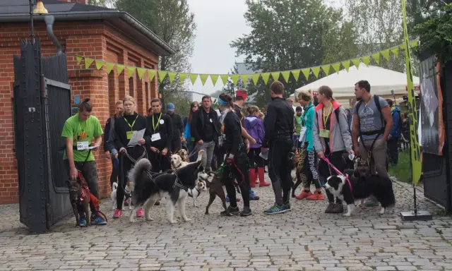 Grupa ludzi z psami przed startem biegu dog trekking.
