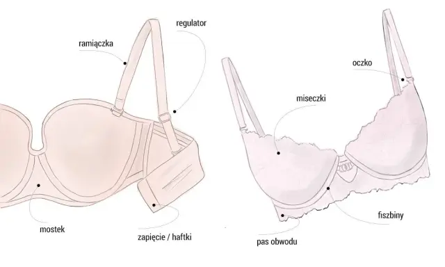 Ilustracja pokazuje budowę stanika, pomagając zrozumieć, jak dobrać stanik idealnie dopasowany do Twoich potrzeb.