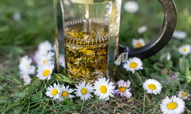 Infusion d'huile de paquerette dans une cafetière à piston, entourée de fleurs de pâquerettes sur l'herbe.