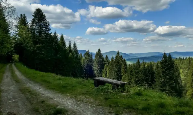 Kamienista ścieżka prowadzi przez las, a na skraju polany stoi drewniana ławka. To idealne miejsce na odpoczynek podczas wędrówki szlakiem na Maciejową.