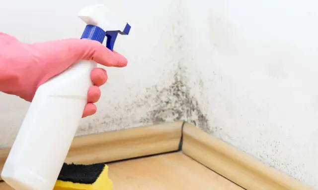 Mano con guante rosa rociando producto sobre moho en pared. Aprende como bajar la humedad en casa y eliminar manchas.