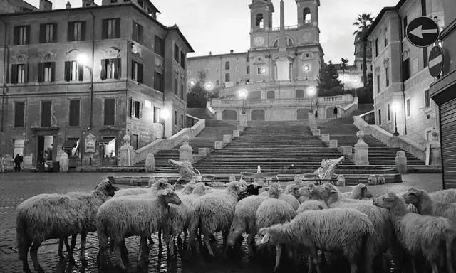 Un gregge di pecore occupa Piazza di Spagna, Roma. Un **scianna fotografo** cattura questo insolito scenario notturno.