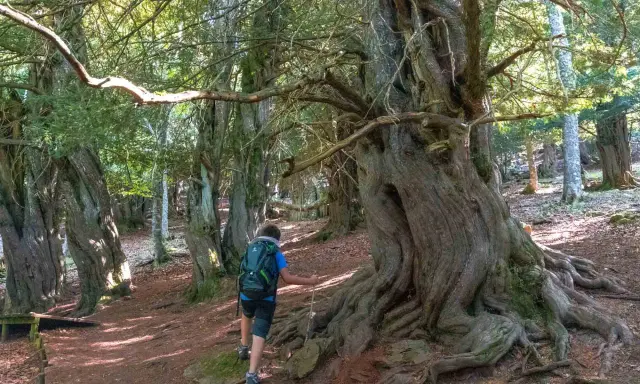 Senderista camina entre los árboles milenarios de la tejeda de Tosande, admirando sus retorcidas raíces y troncos.