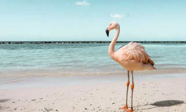 Ein rosa Flamingo steht am Strand von Aruba. Das Meer glitzert, der Himmel ist blau.