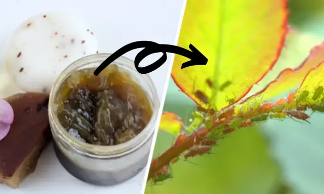 Savon noir artisanal et une branche de rosier infestée de pucerons. Une solution naturelle pour lutter contre les pucerons.