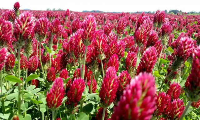 A field of vibrant crimson clover in full bloom. The dense planting suggests a focus on optimal crimson clover seeding rate for a lush ground cover.