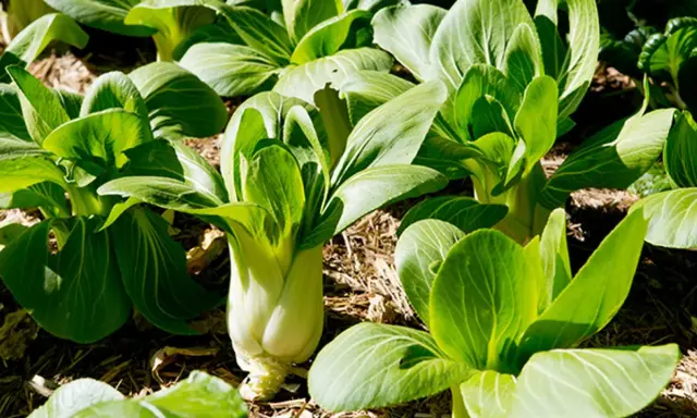 Plantas de bok choy listas para cosechar, perfectas verduras de invierno para plantar.