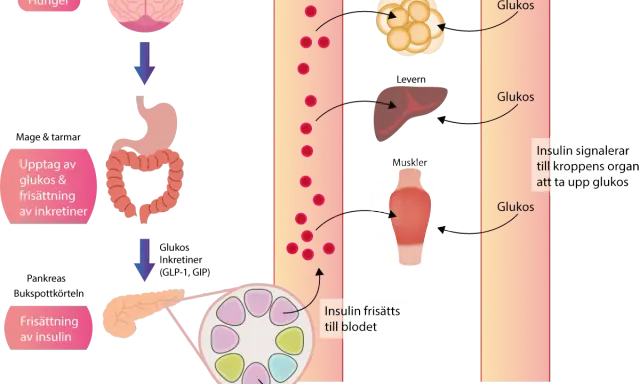 Diagram som visar hur kroppen hanterar glukos och insulin. Insulin frisätts för att reglera blodsockret, viktigt vid gravid diabetes.