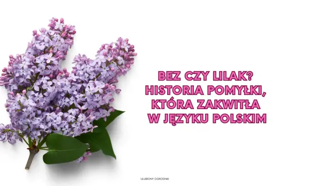 Gałązka bzu z fioletowymi kwiatami na białym tle.
