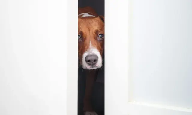 Mon chien, un Jack Russell, observe prudemment par l'entrebâillement d'une porte. Il semble prêt à bondir sur les inconnus.