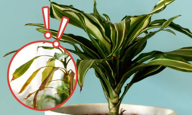 Dracena z żółknącymi liśćmi, wskazującymi na choroby. Czerwone kółko podkreśla uszkodzone partie rośliny.