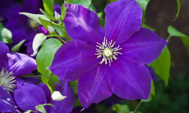 Gros plan sur une magnifique clématite en pot, ses pétales d'un violet profond s'ouvrant sur un cœur jaune éclatant.