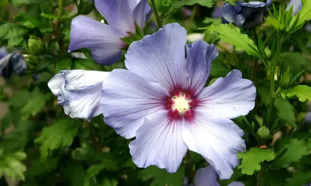 Fleurs de *Hibiscus syriacus* bleues et violettes, avec un cœur rouge profond, sur fond de feuilles vertes.