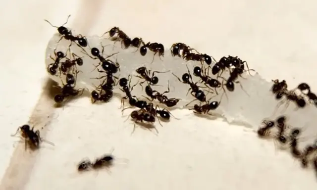 A swarm of cornfield ants congregates on a white, crumbly substance, working together to carry it away.