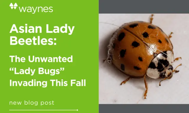 Close-up of an Asian lady beetle, a common pest. Learn interesting Asian lady beetle facts and how to deal with their fall invasion.